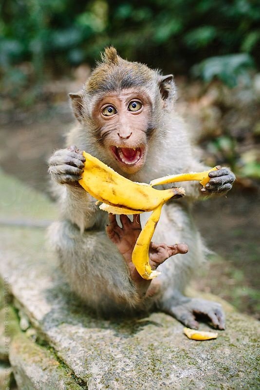 Bananas Support Wildlife