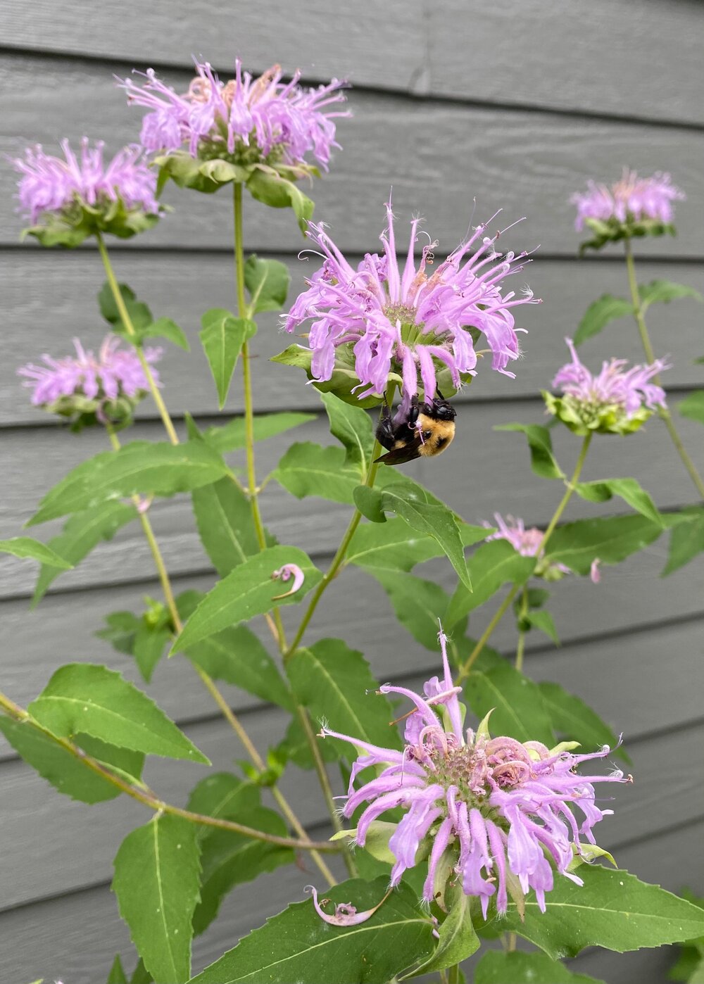 Bee Balm as A Haven for Pollinators