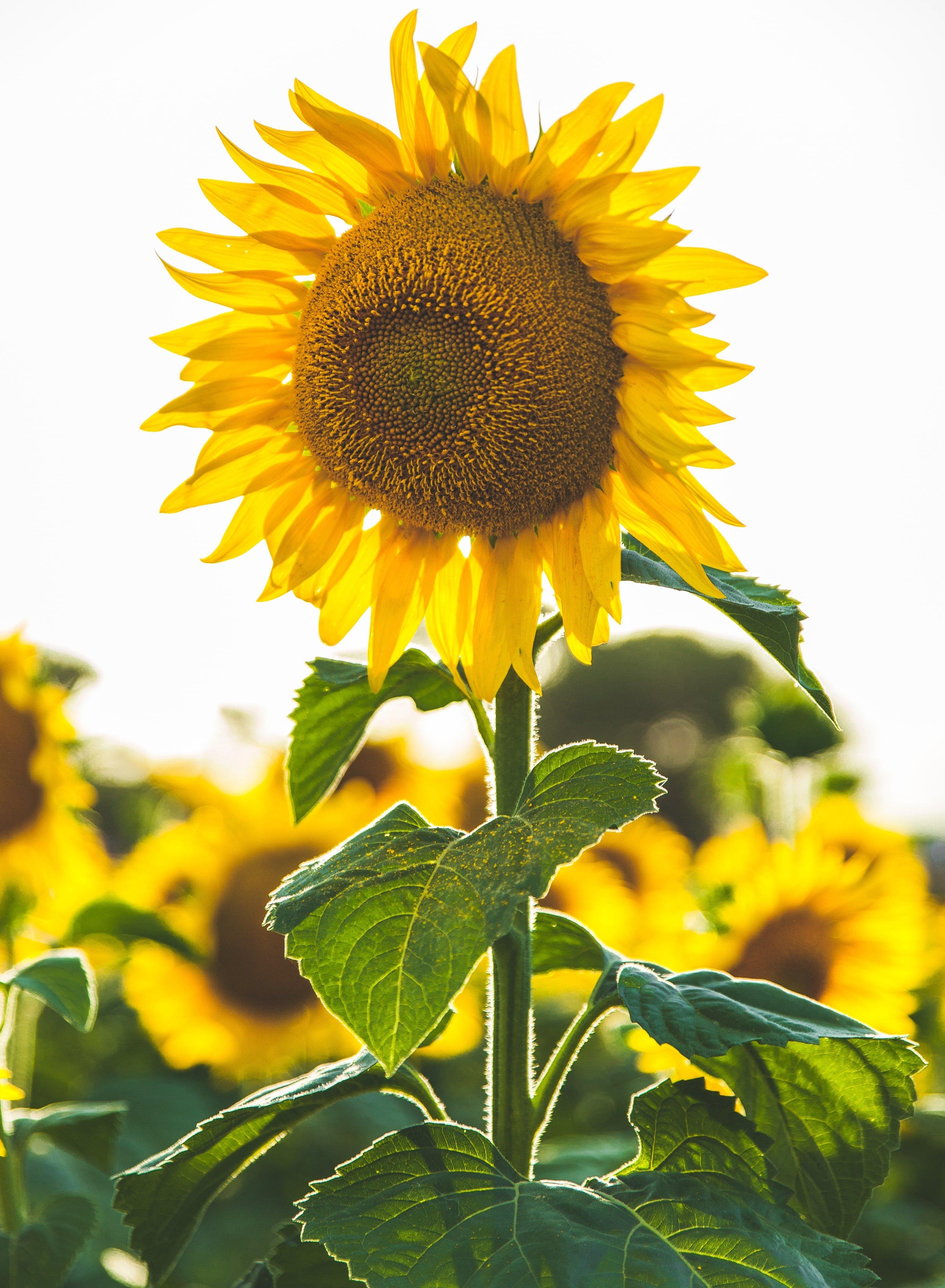 Sunflowers