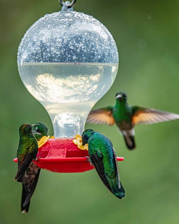 Hummingbird Feeder with Butterfly Nectar