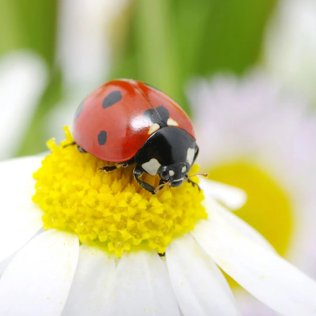 Beneficial Insects