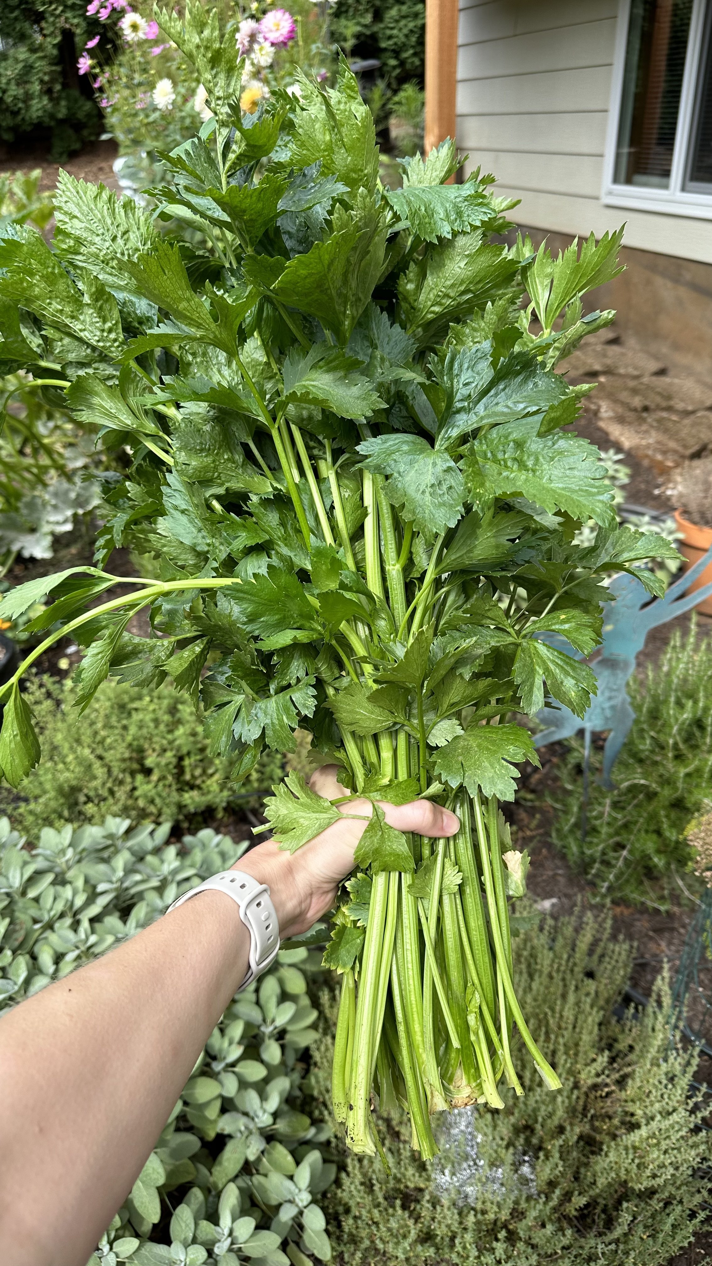 Harvest Celery