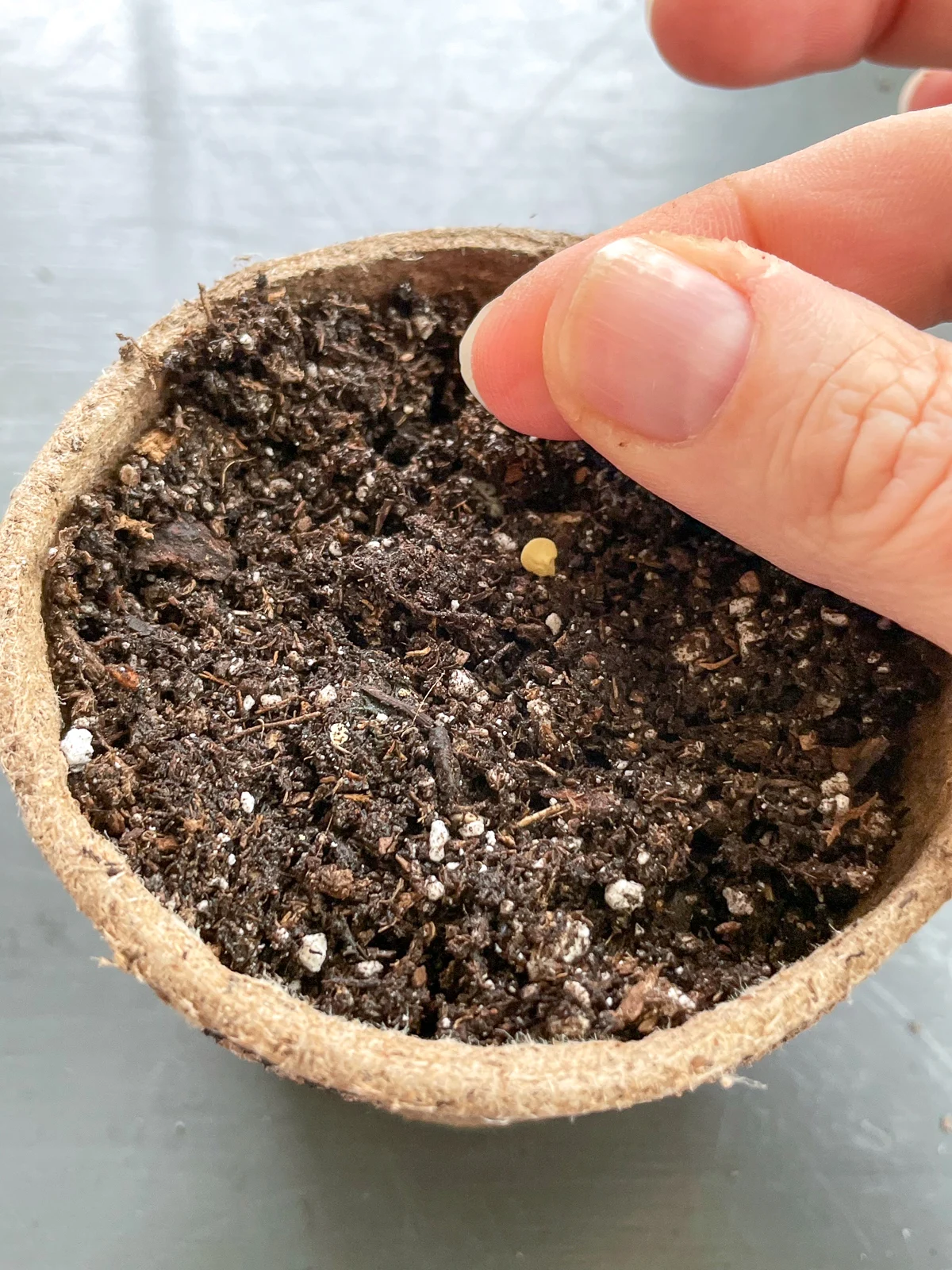 Starting Seeds Indoors