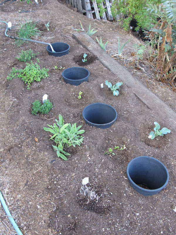 Pots in Pots Planting Optimizes Soil Conditions