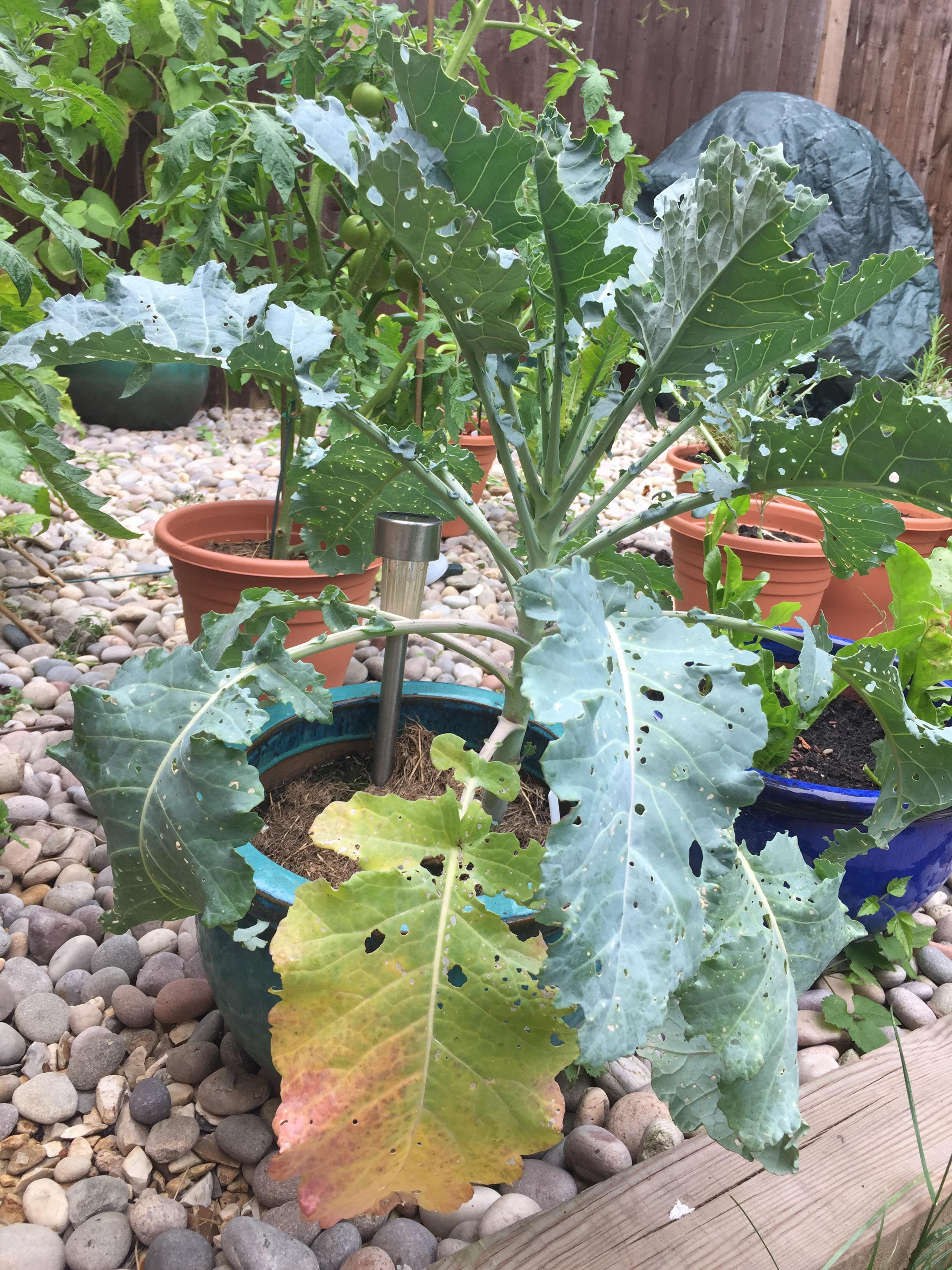 Yellow Broccoli Leaves