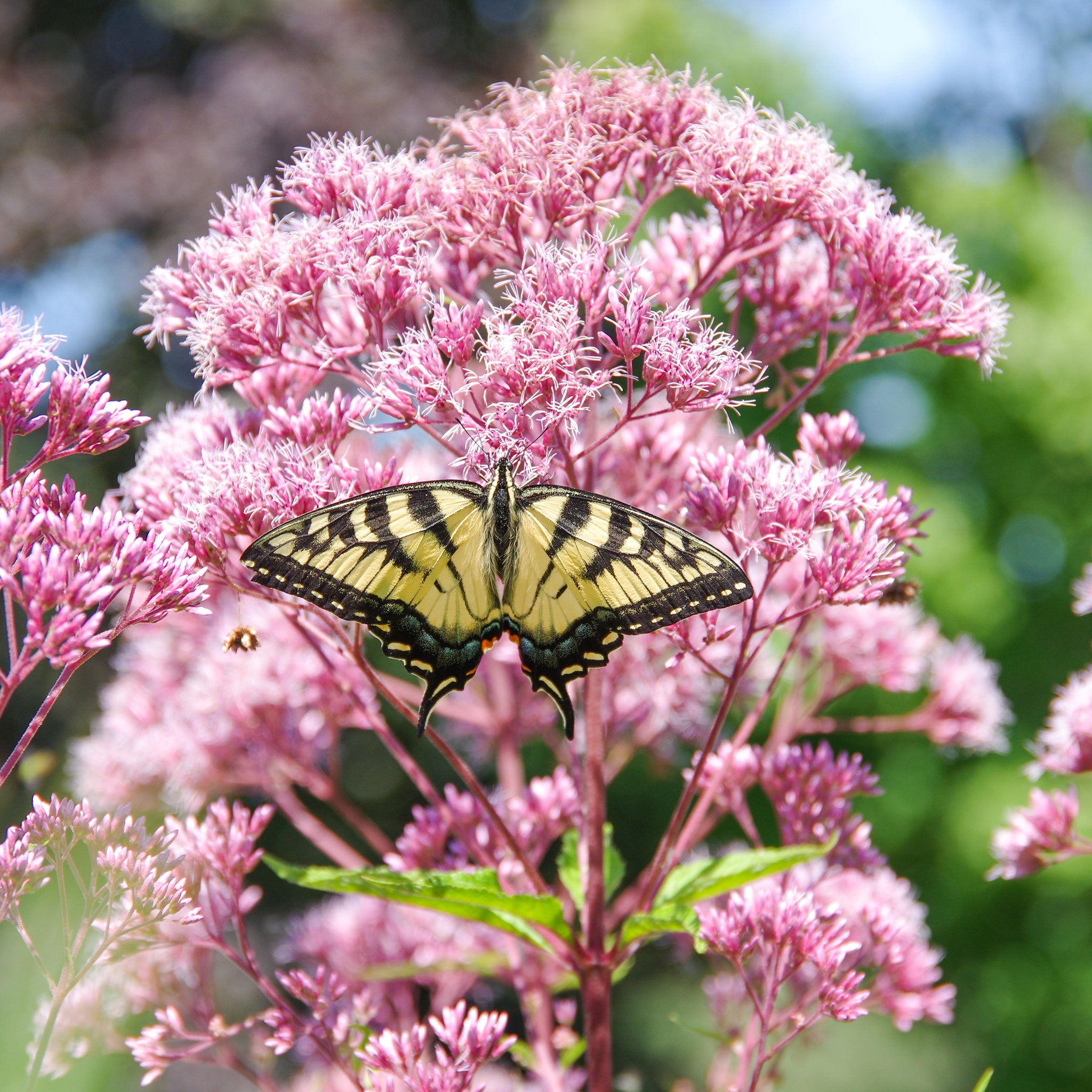 Joe-Pye Weed