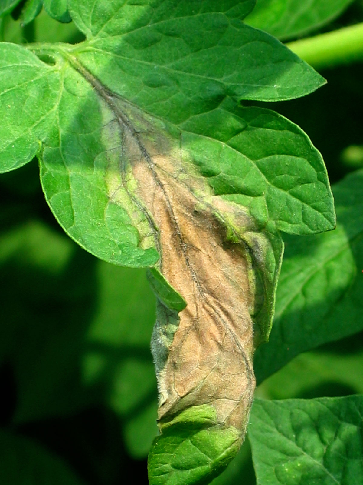 Late Blight on Tomato Plant