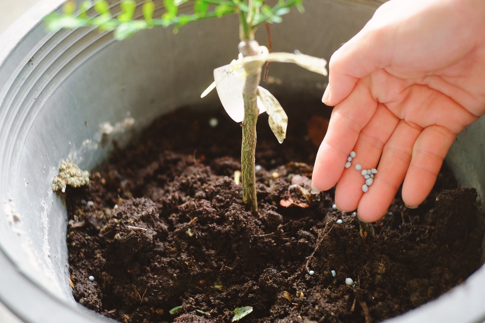 Fertilizing Your Lemon Tree