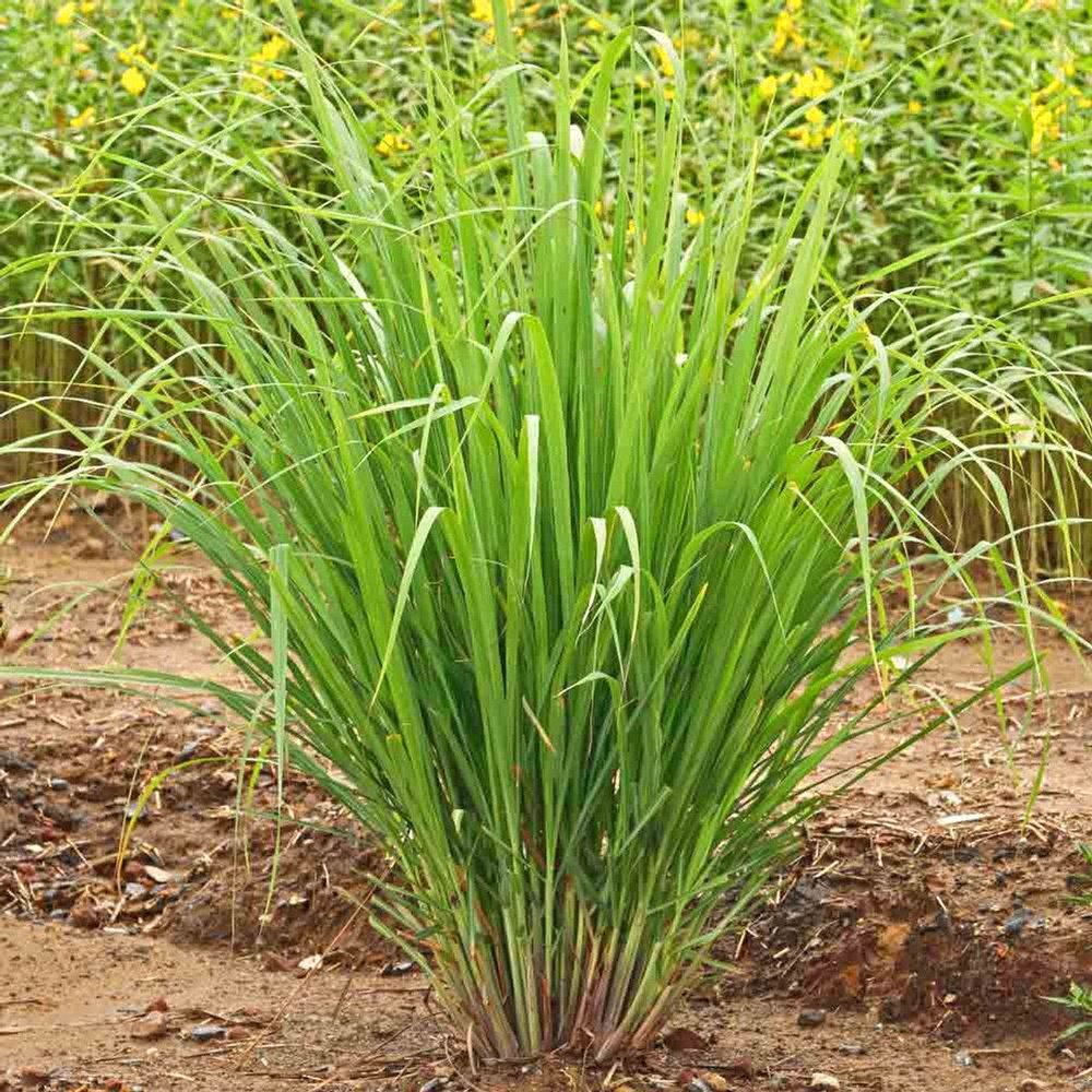 Plant Snake-Repellent Vegetation