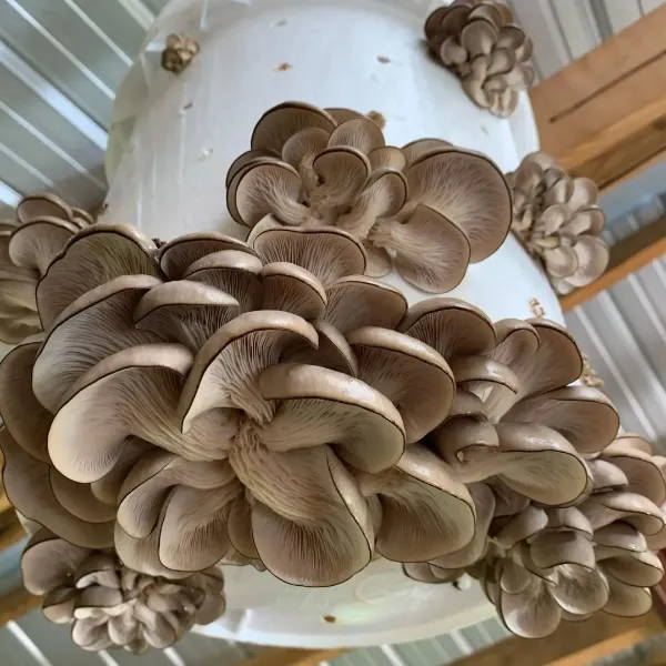 Harvest Mushrooms