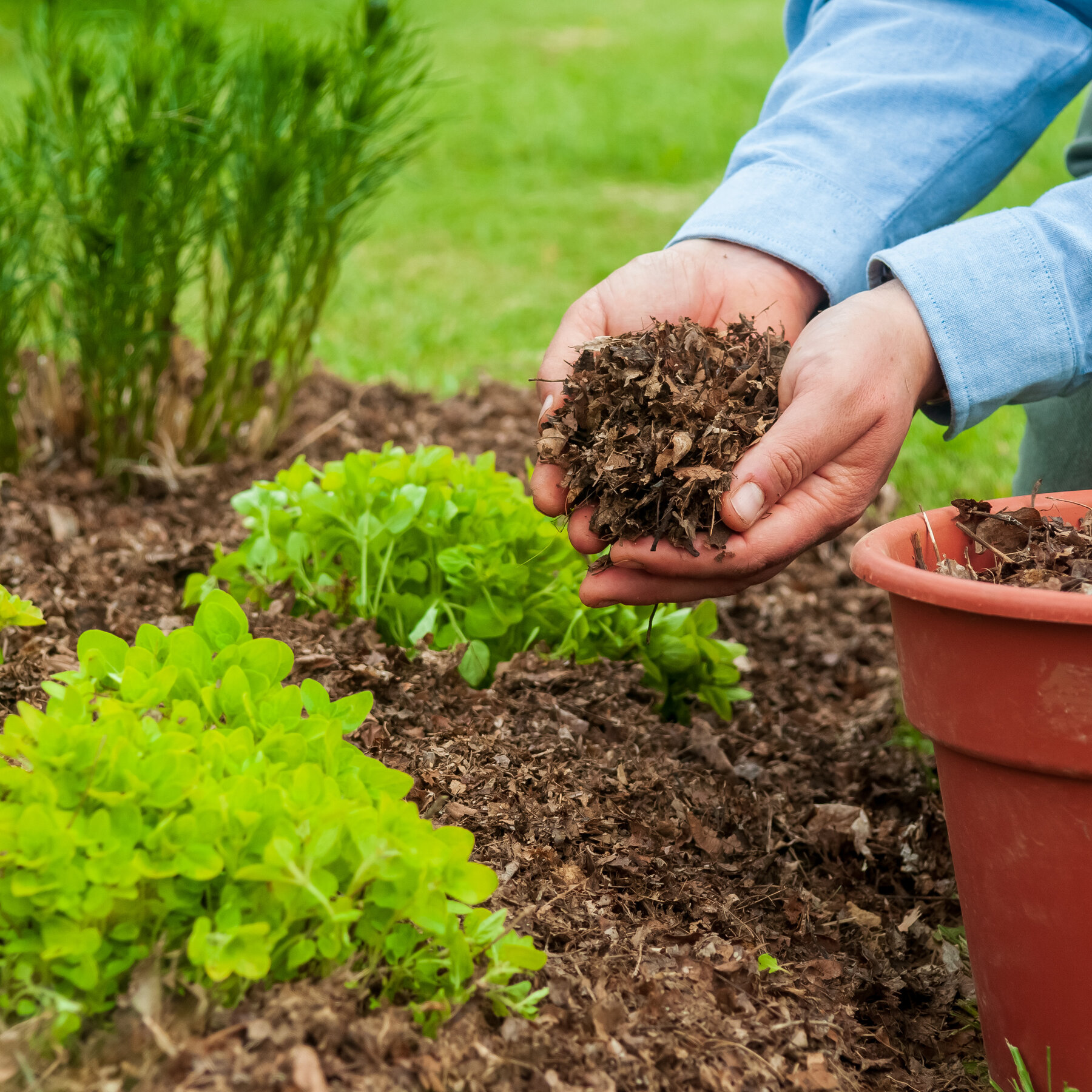 Reused Potting Soil for Mulching and Top Dressing