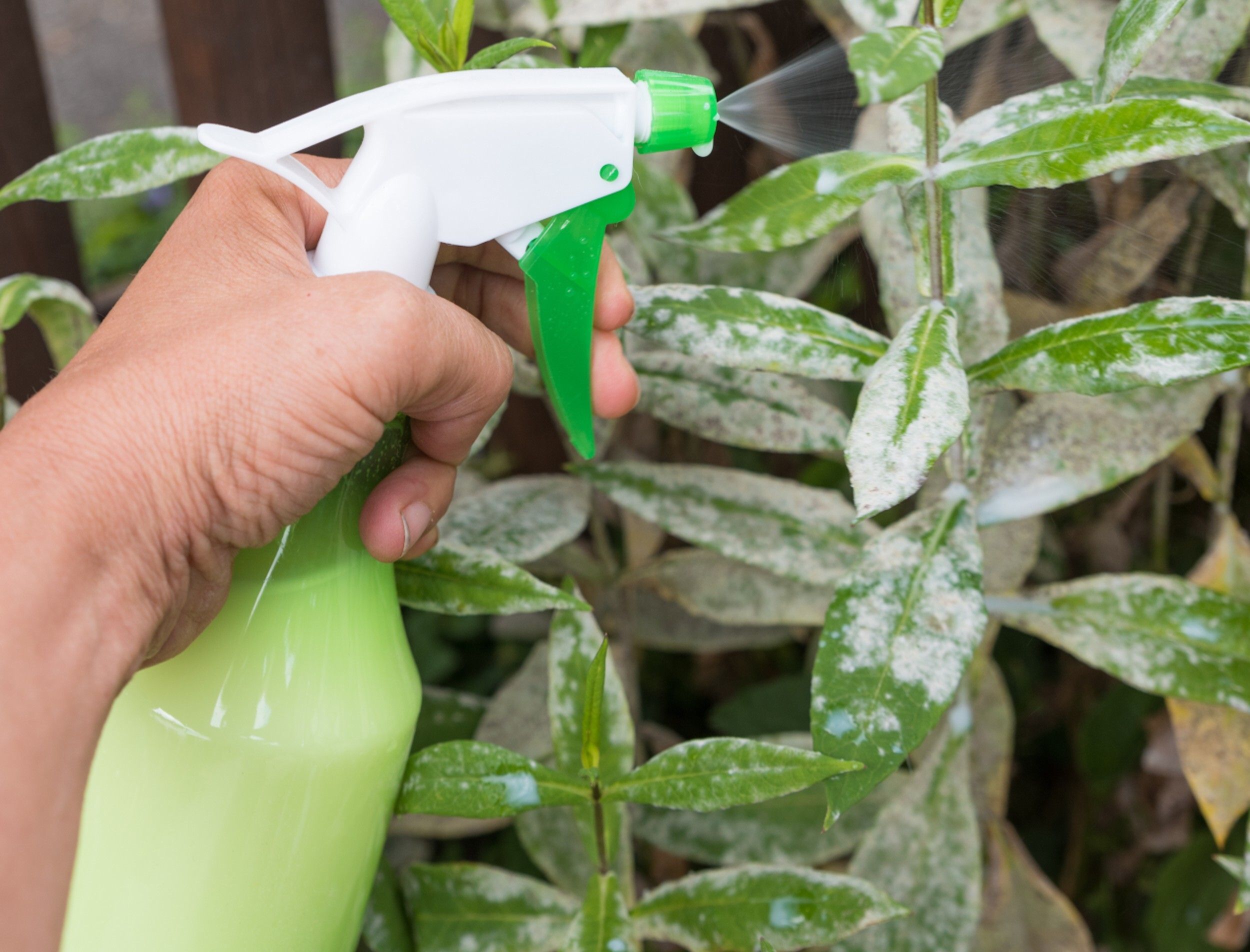 Milk for Powdery Mildew