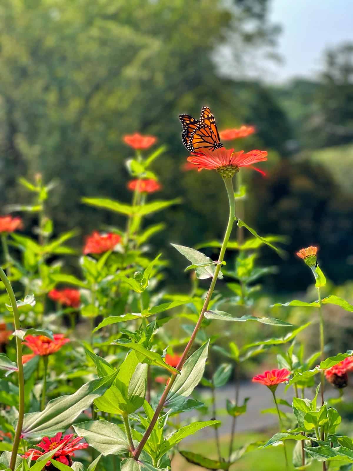 DIY Butterfly Nectar Garden