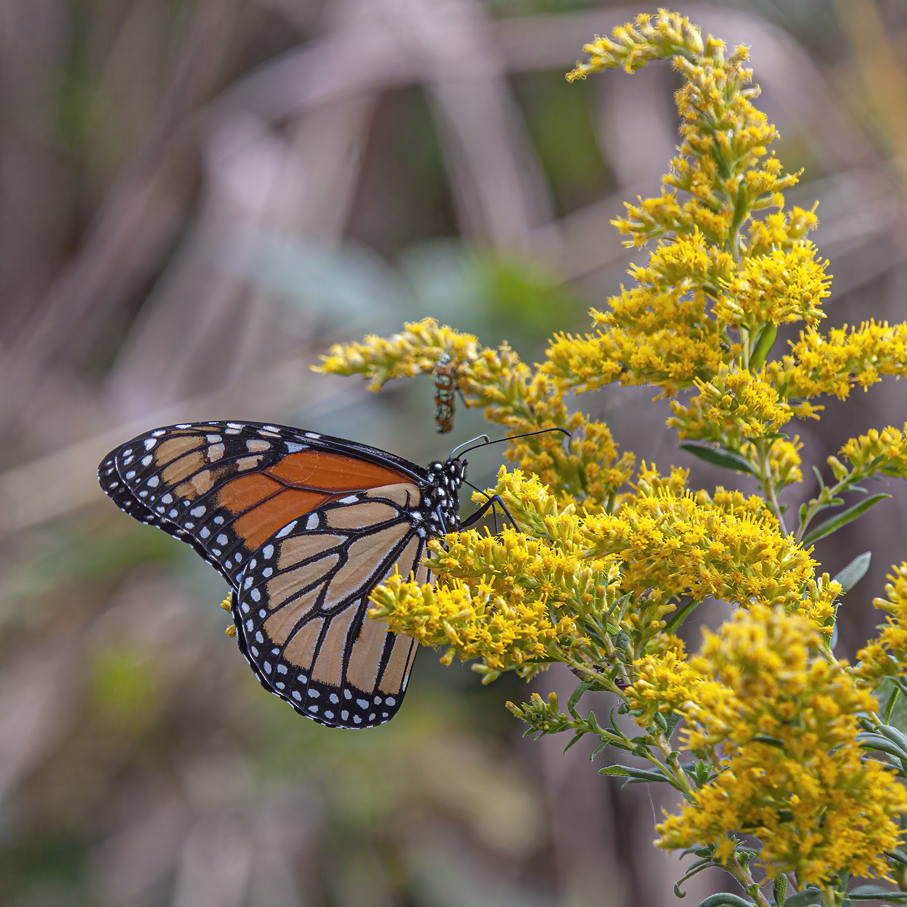 Goldenrod