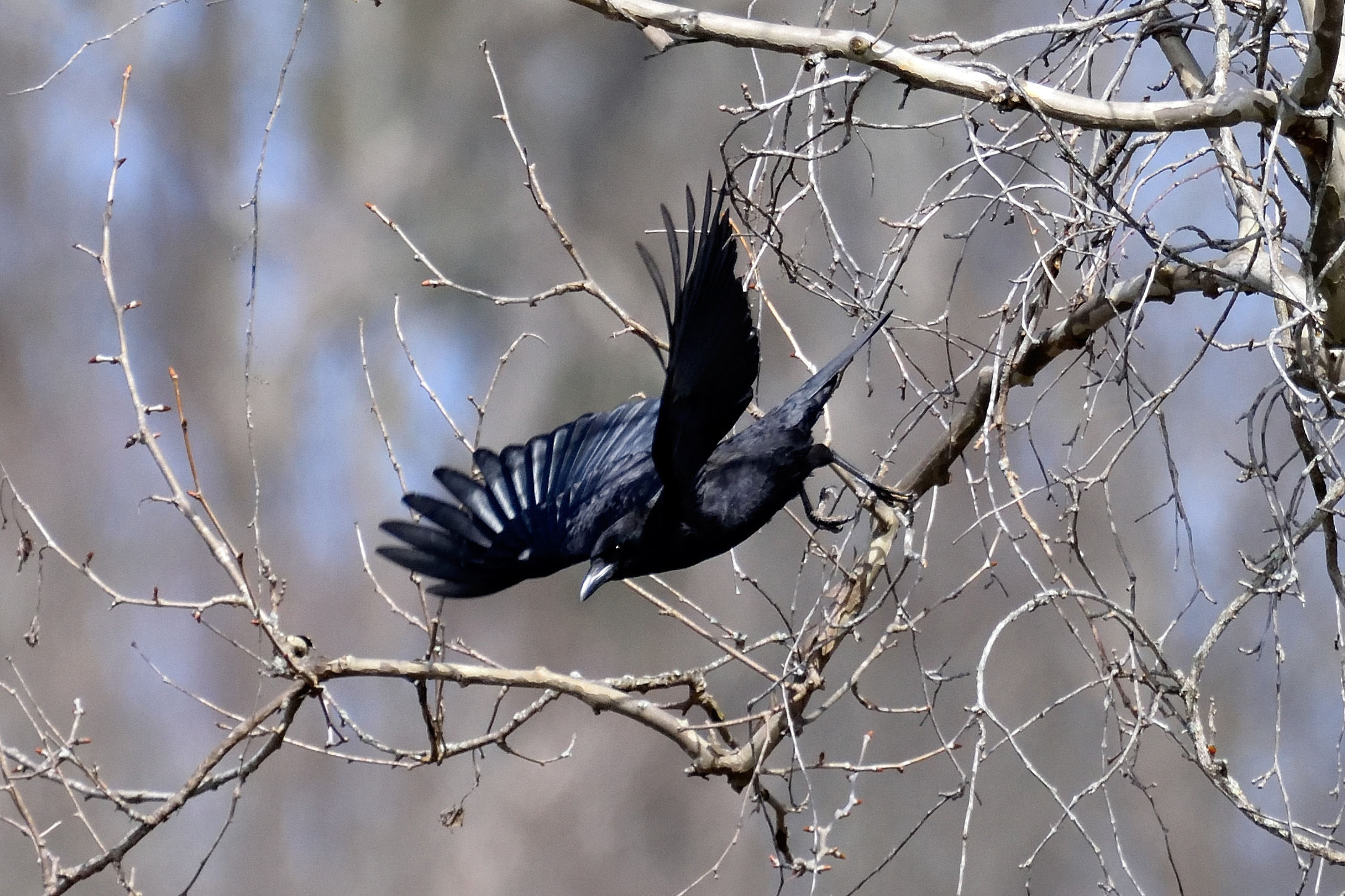 Crows Encourage Biodiversity