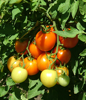 Heat-tolerant Varieties of Tomato