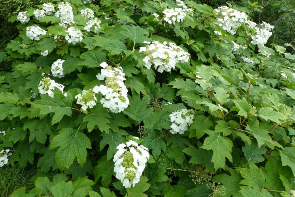 Oakleaf Hydrangeas