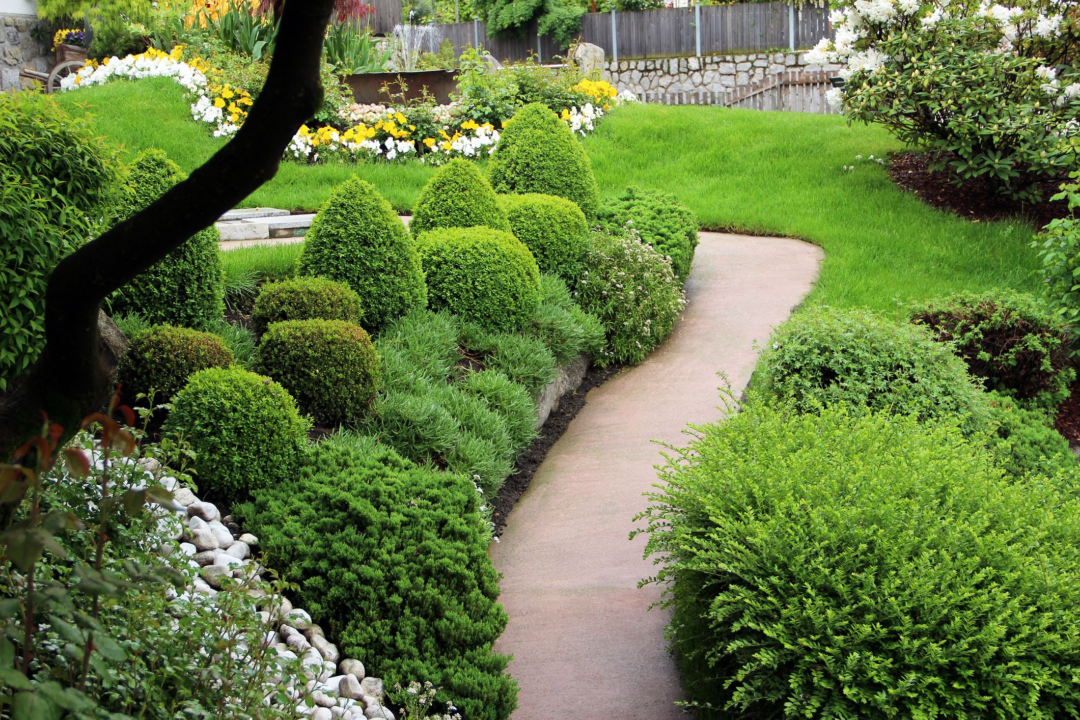 Evergreen Shrubs