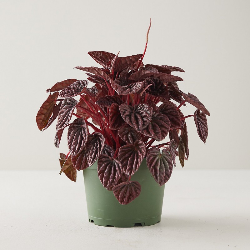 Burgundy Ripple Peperomia