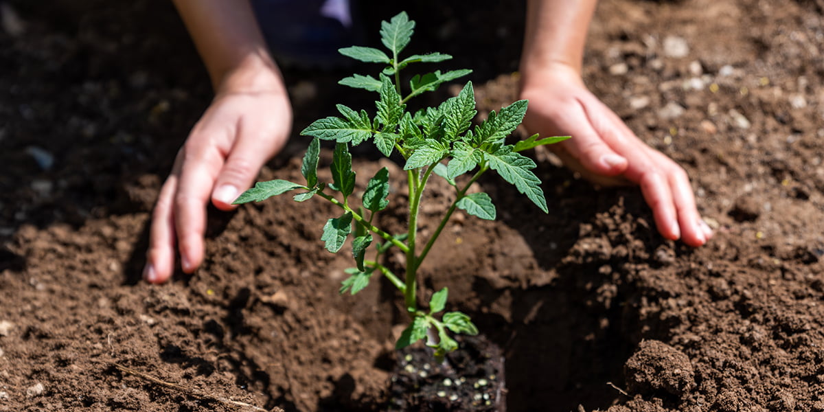 Baking Soda Improves Plant Growth