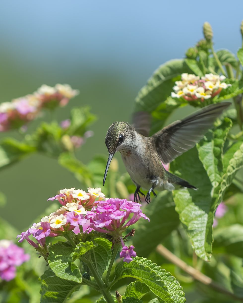 Verbena