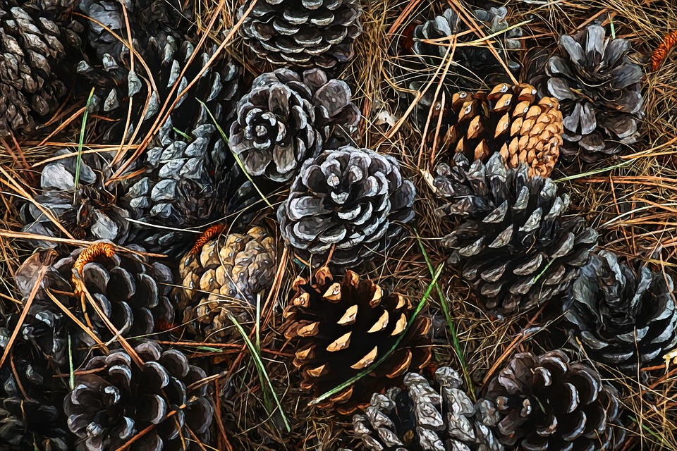 Pine Cones Control Erosion