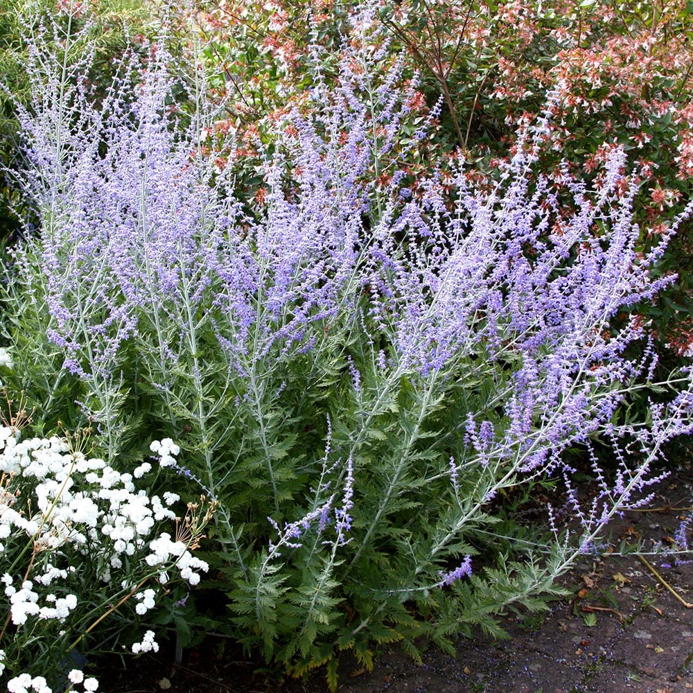 Russian Sage