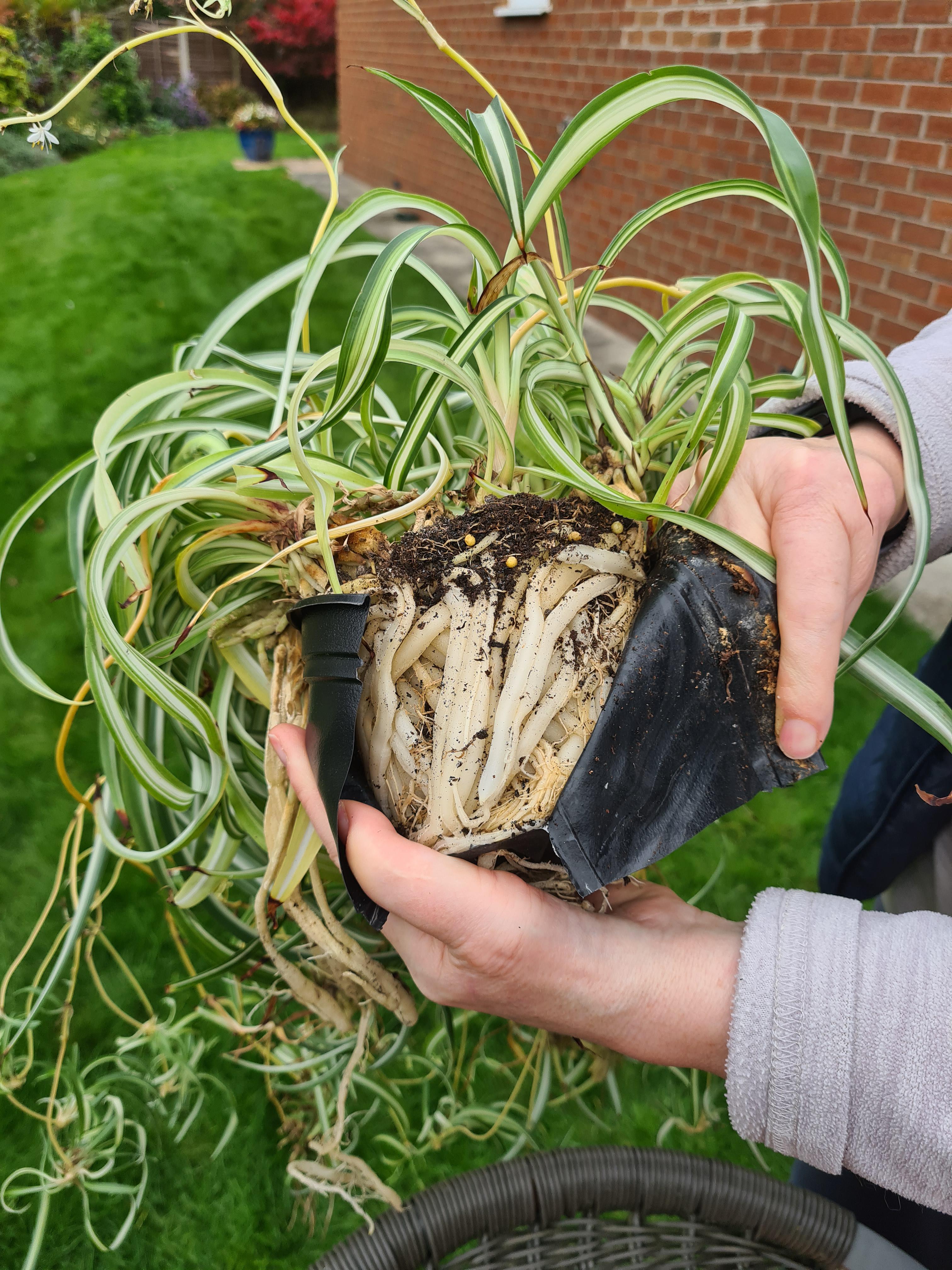 Repot for Spider Plants