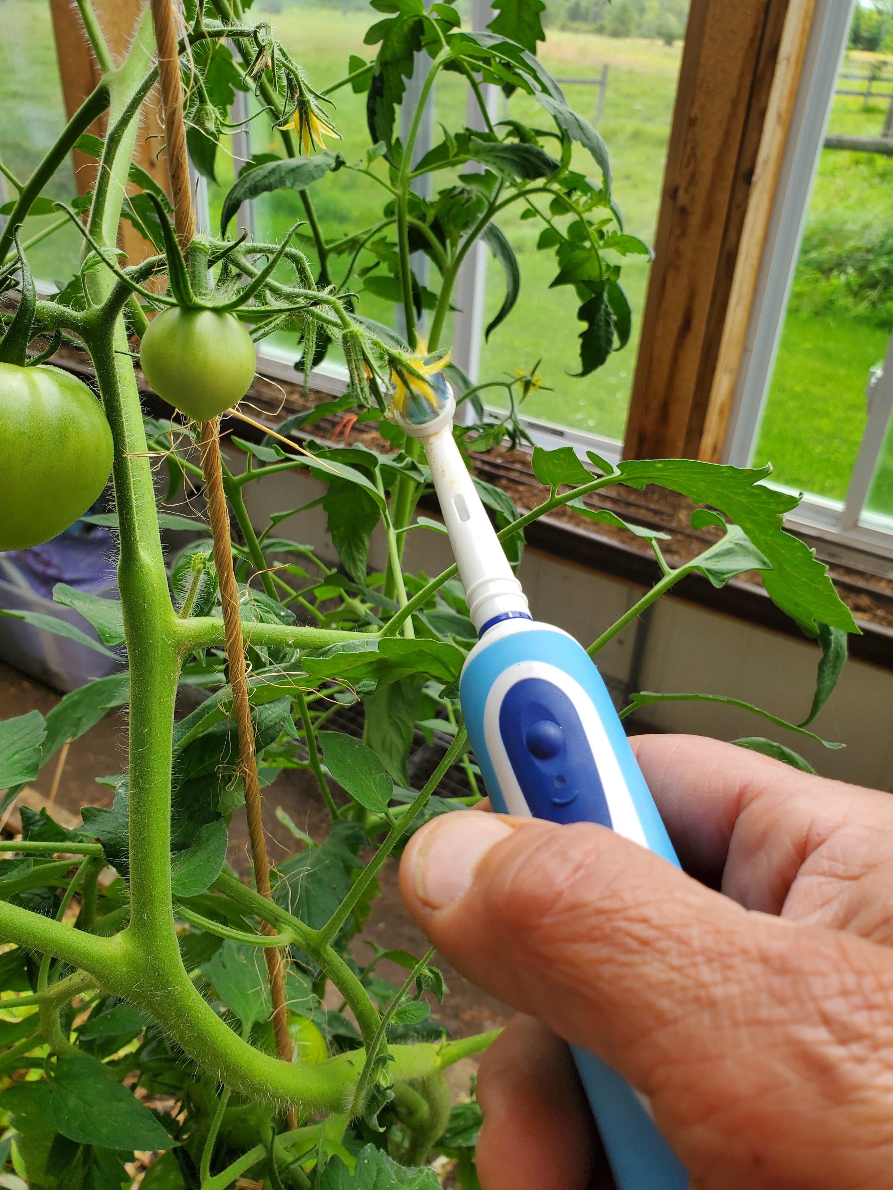 Electric Toothbrush Tomato Pollination