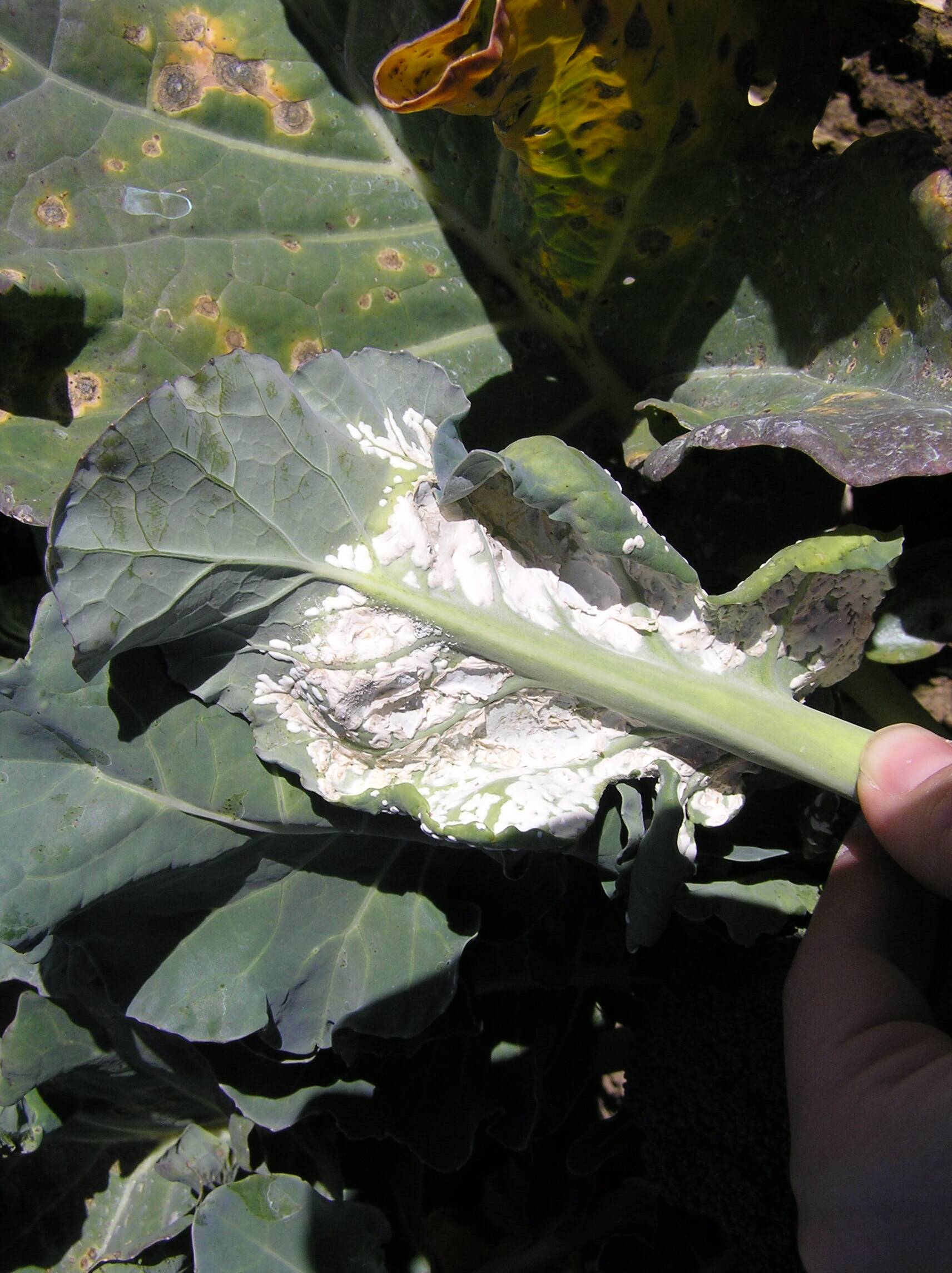 Fungal Diseases on Broccoli