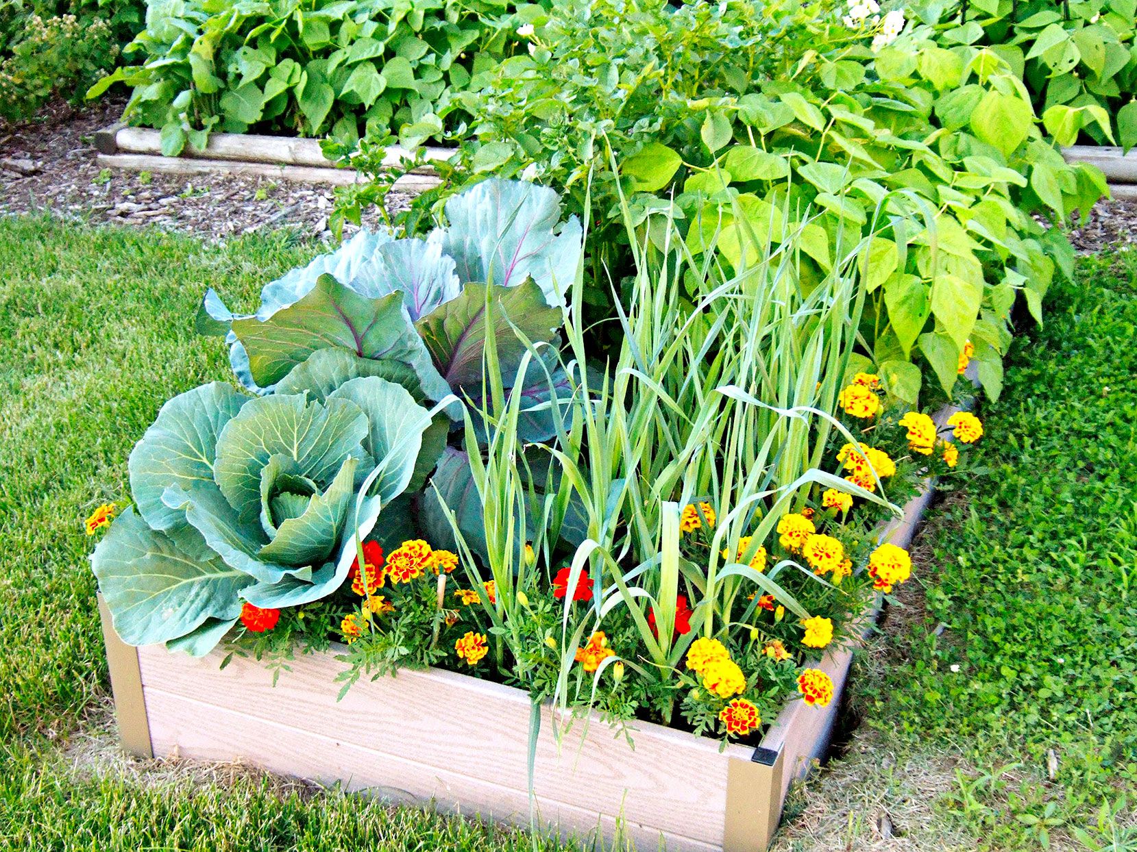 Vegetable Garden