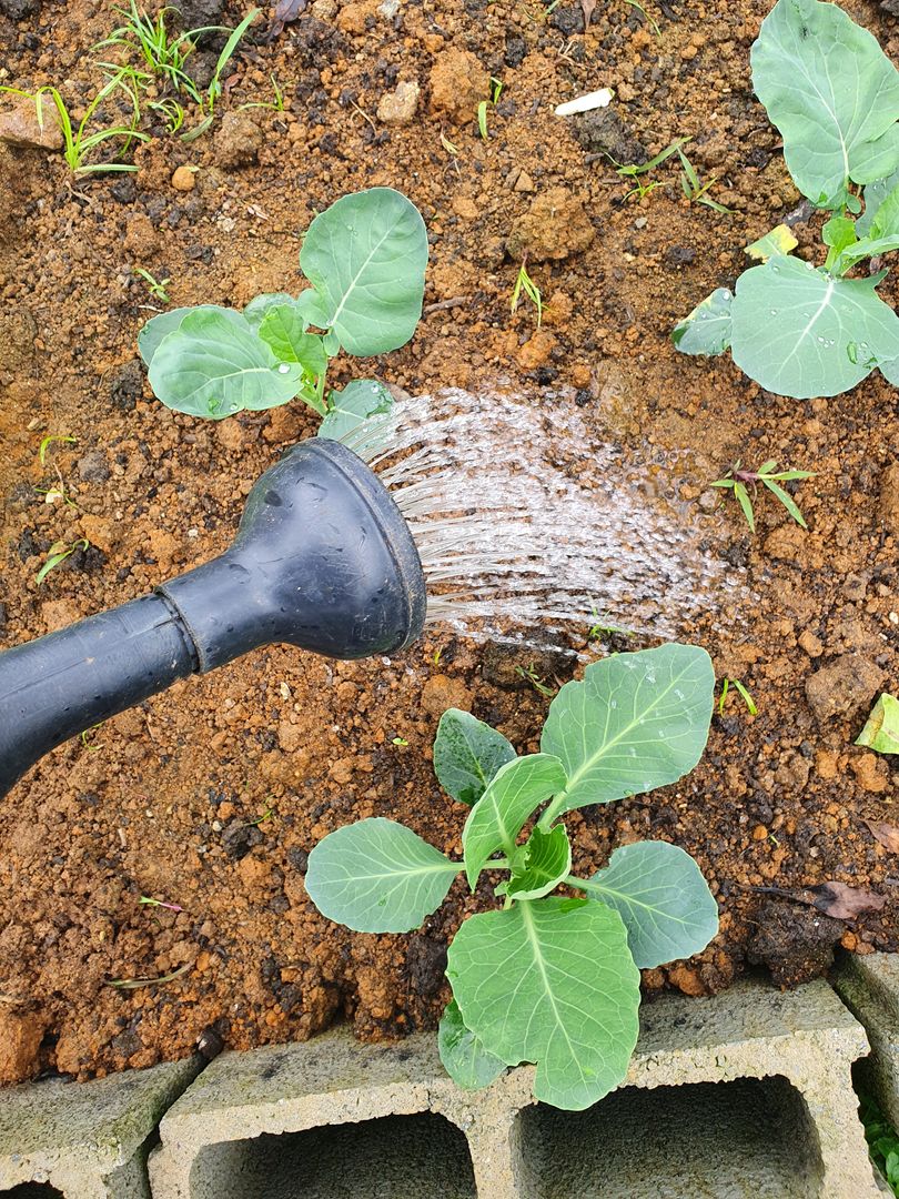 Provide Sufficient Sunlight and Water