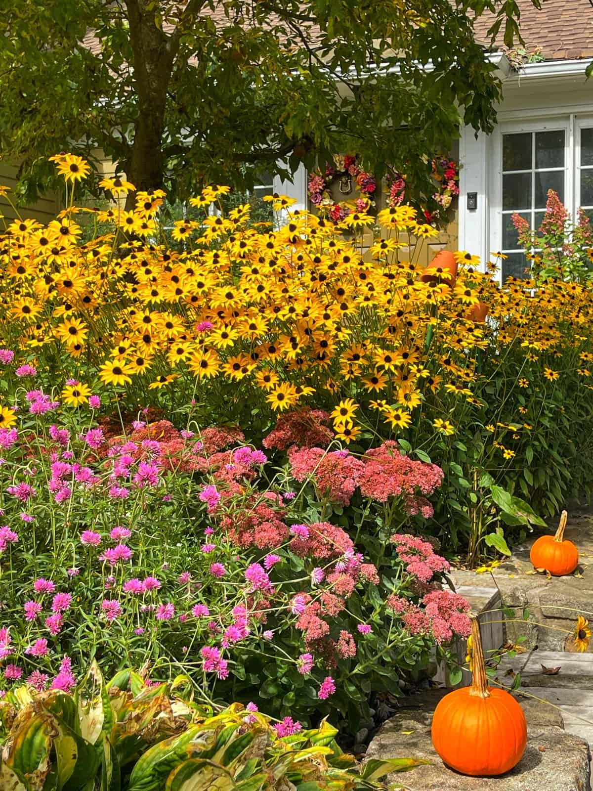 Black-eyed Susan