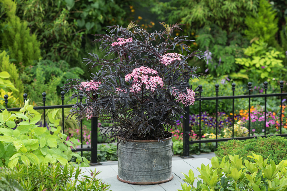 Black Beauty Sambucus