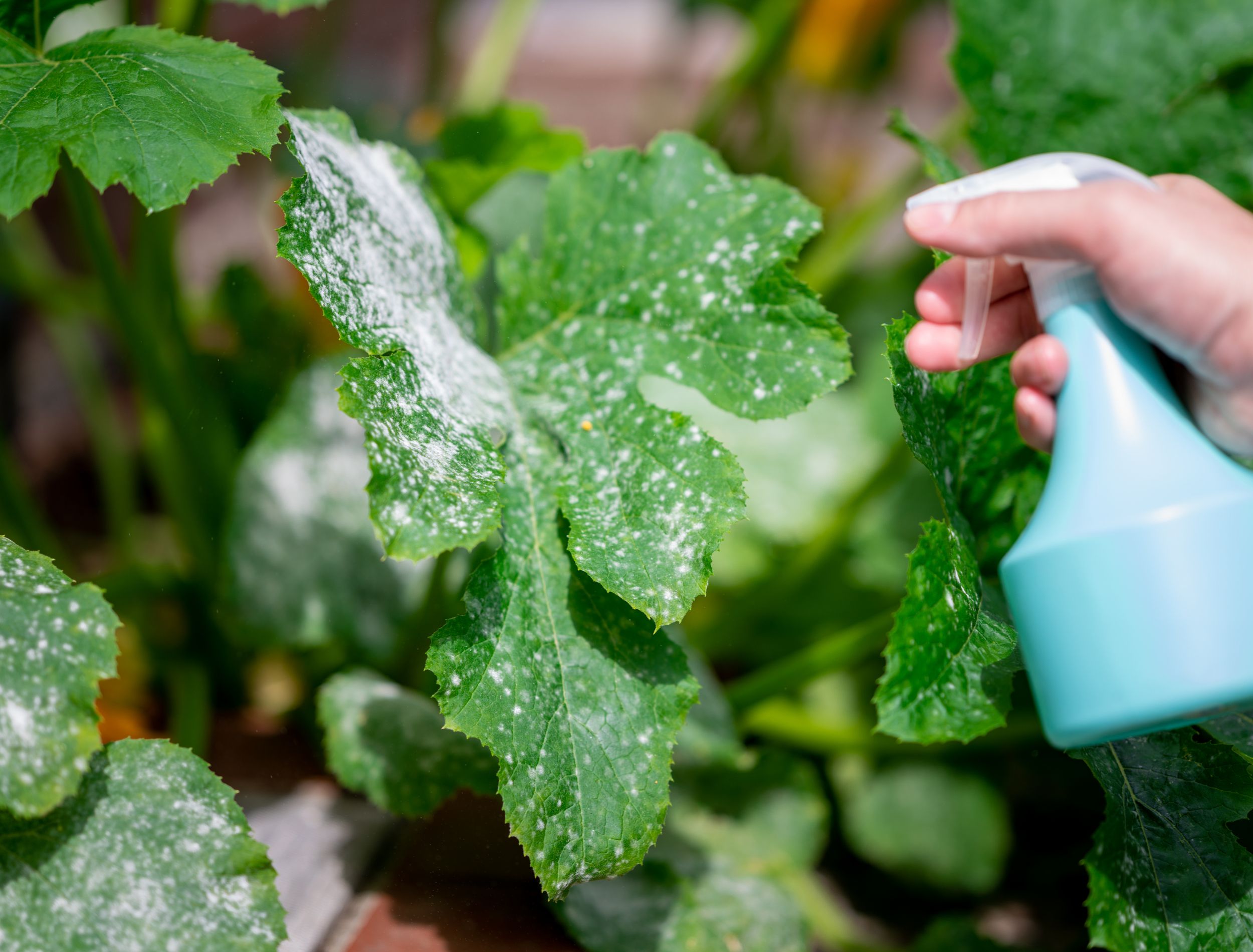 Baking Soda as a Natural Fungicide