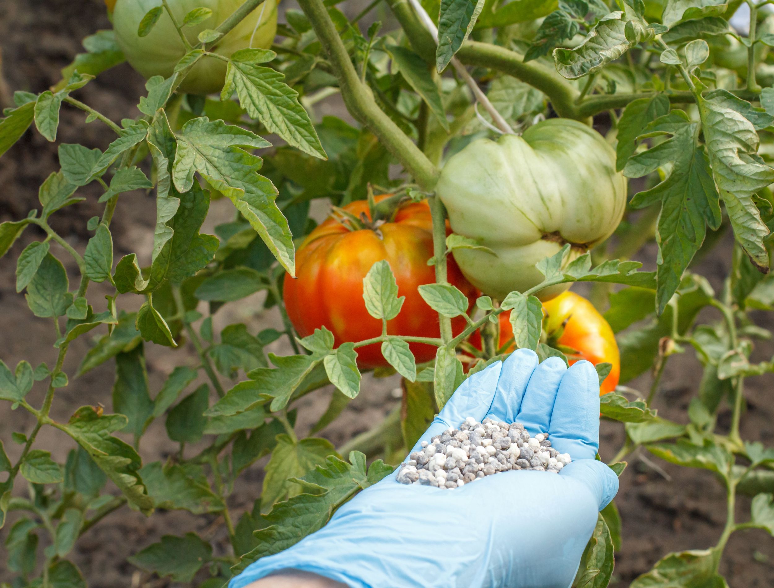 Using A Balanced Fertilizer