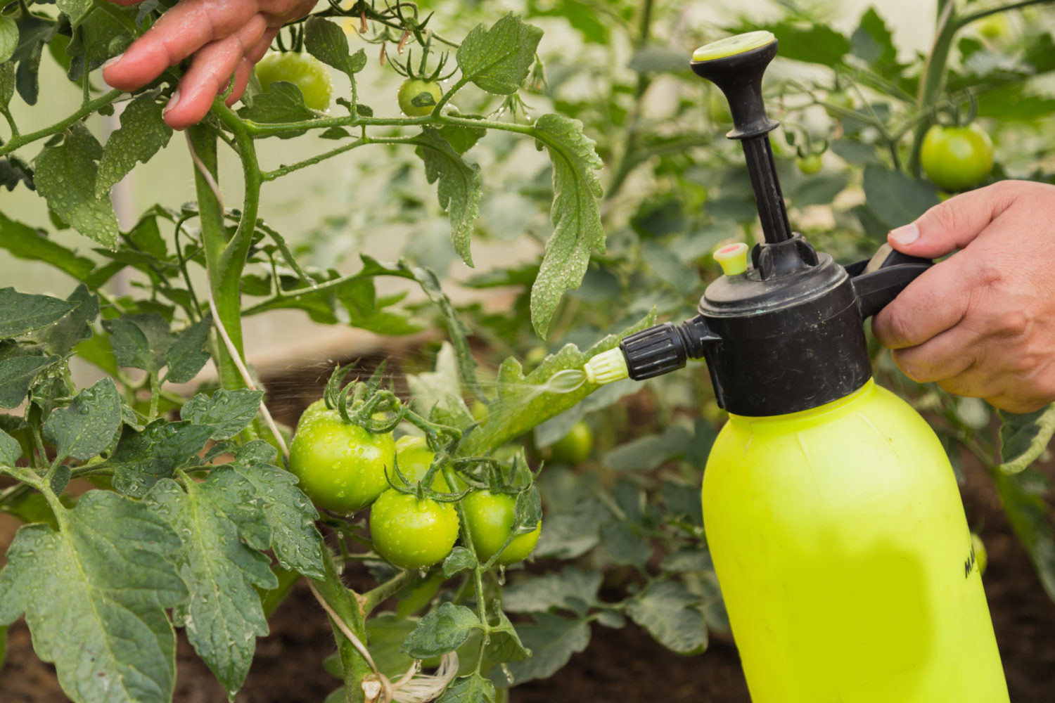 Spray the Mixture on Plants