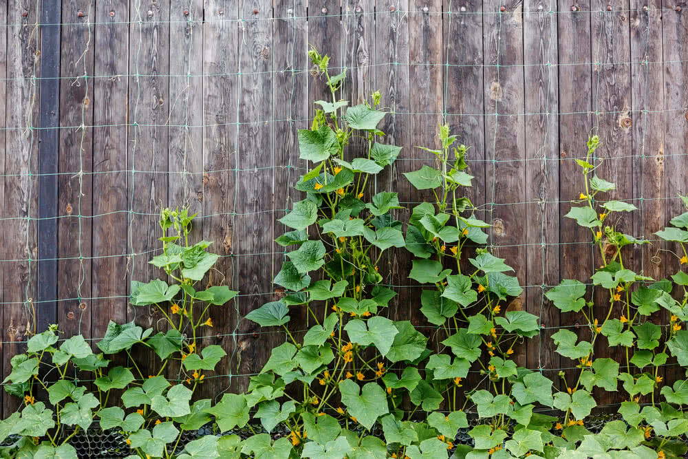 Living Wall Trellis