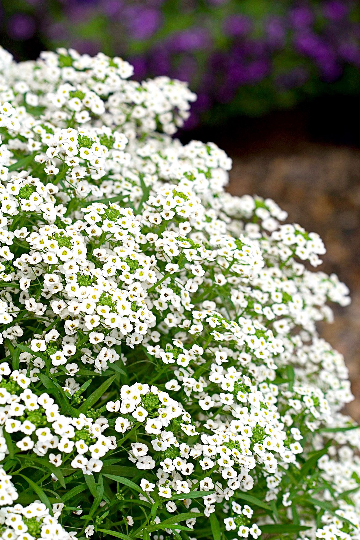 Sweet Alyssum