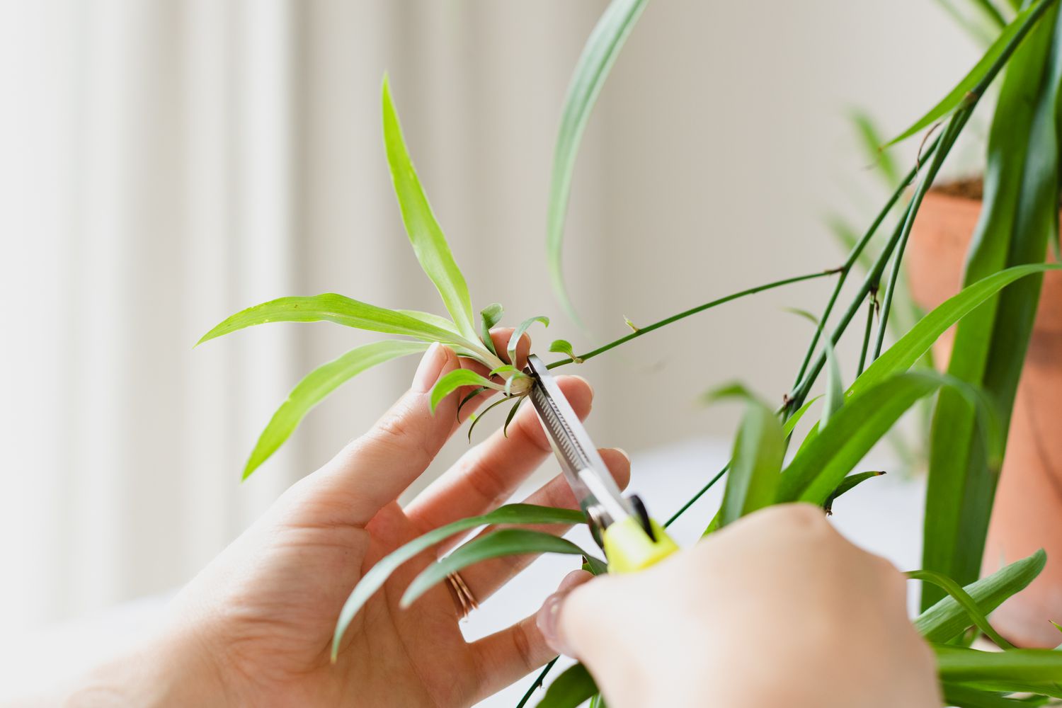 Propagate A Spider Plant