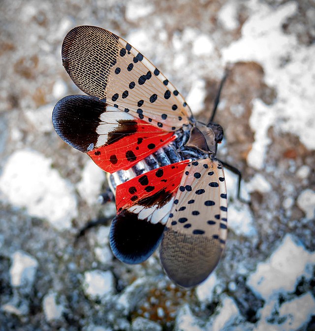 What Is Spotted Lanternfly?