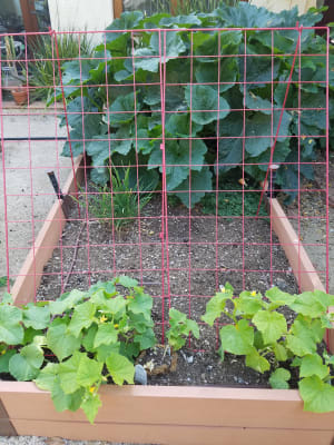 Wall-Mounted Trellis