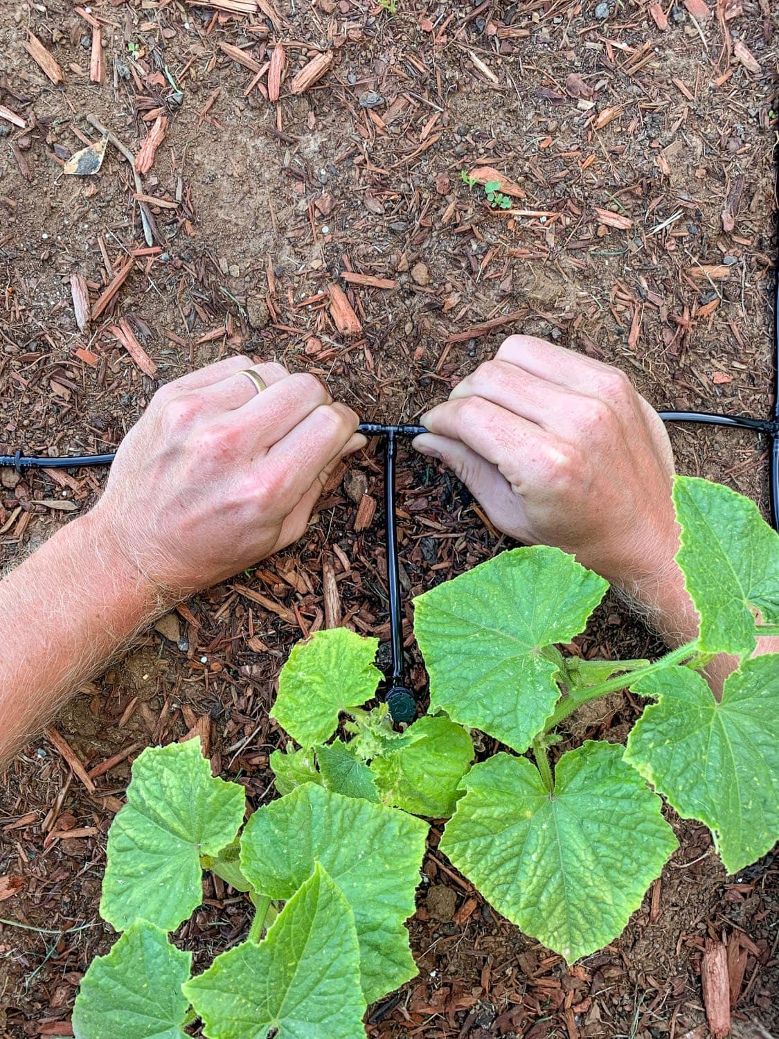 Install Drip Irrigation