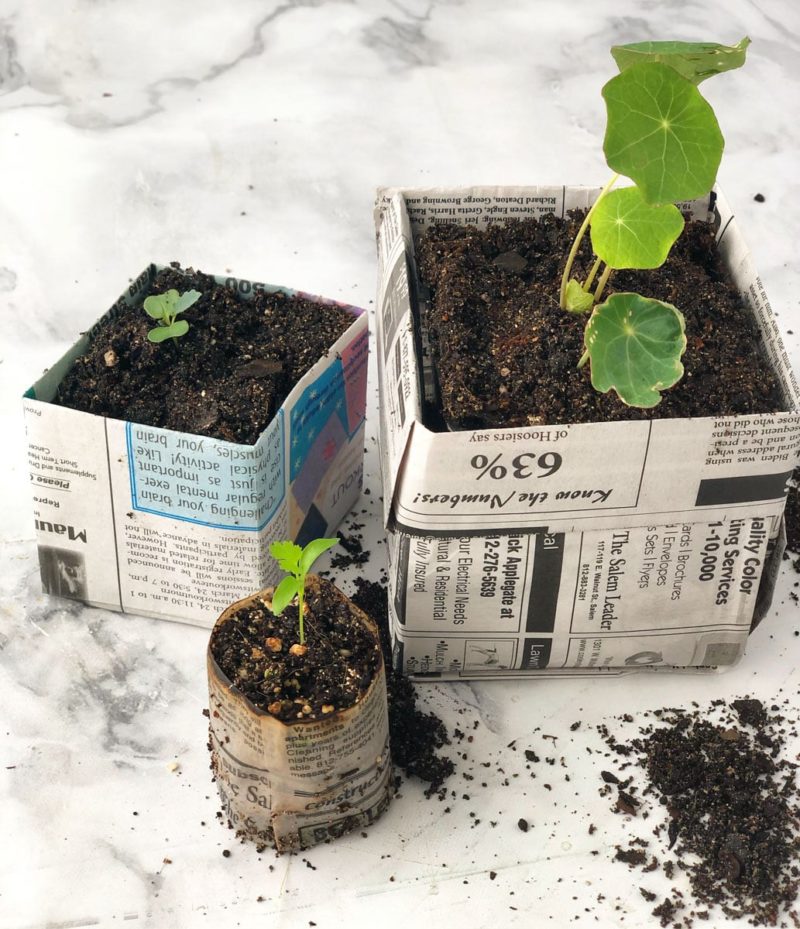 Newspapers as Plant Seedling Starters