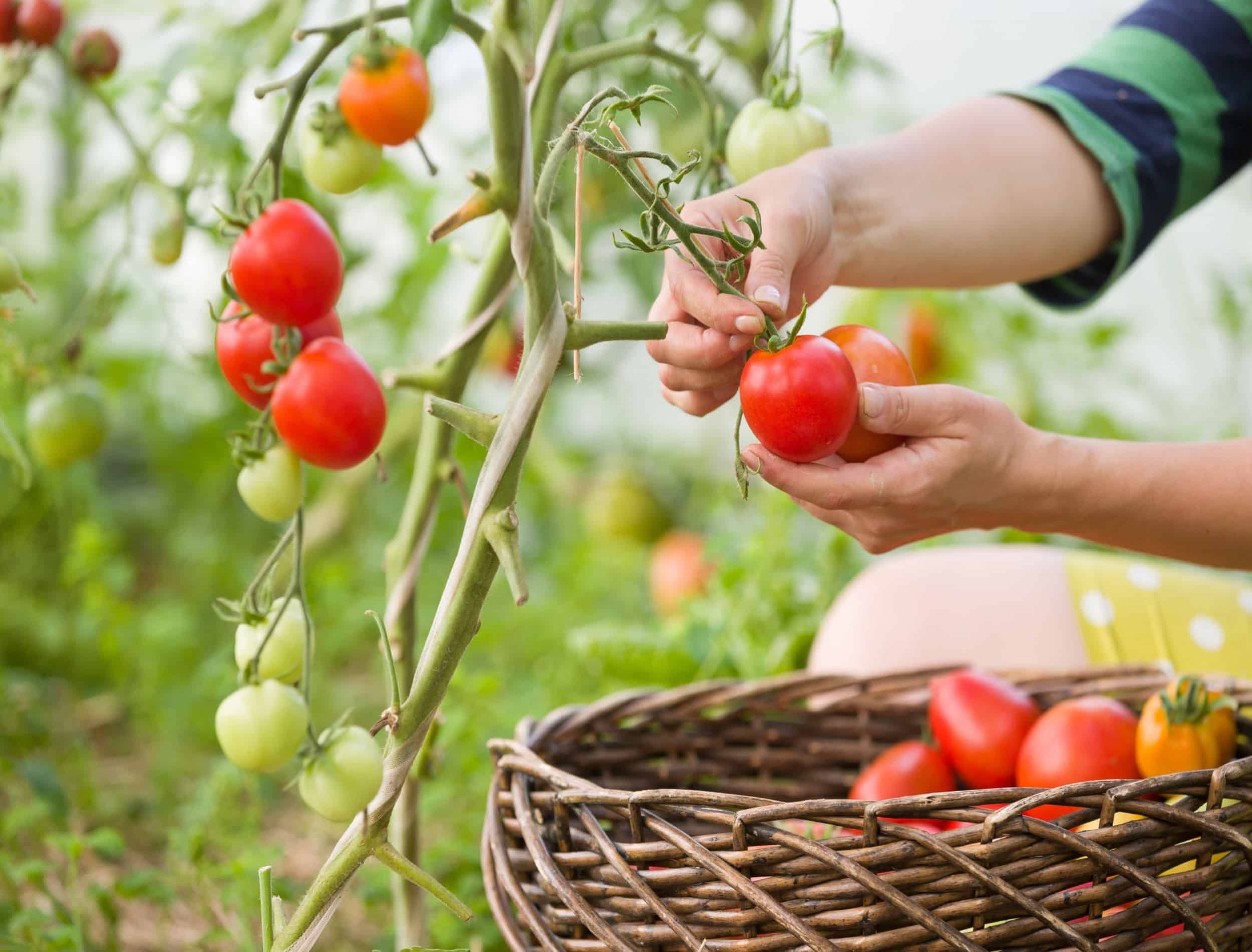 Harvest Vegetables