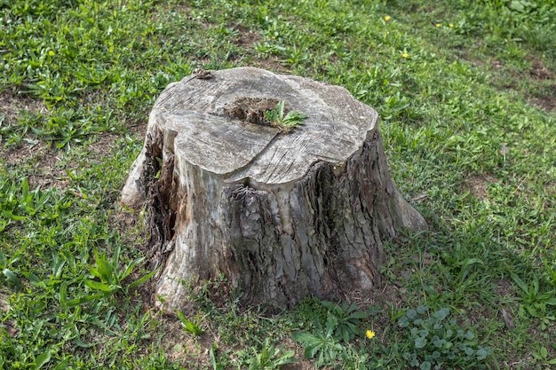 Preparing the Stump