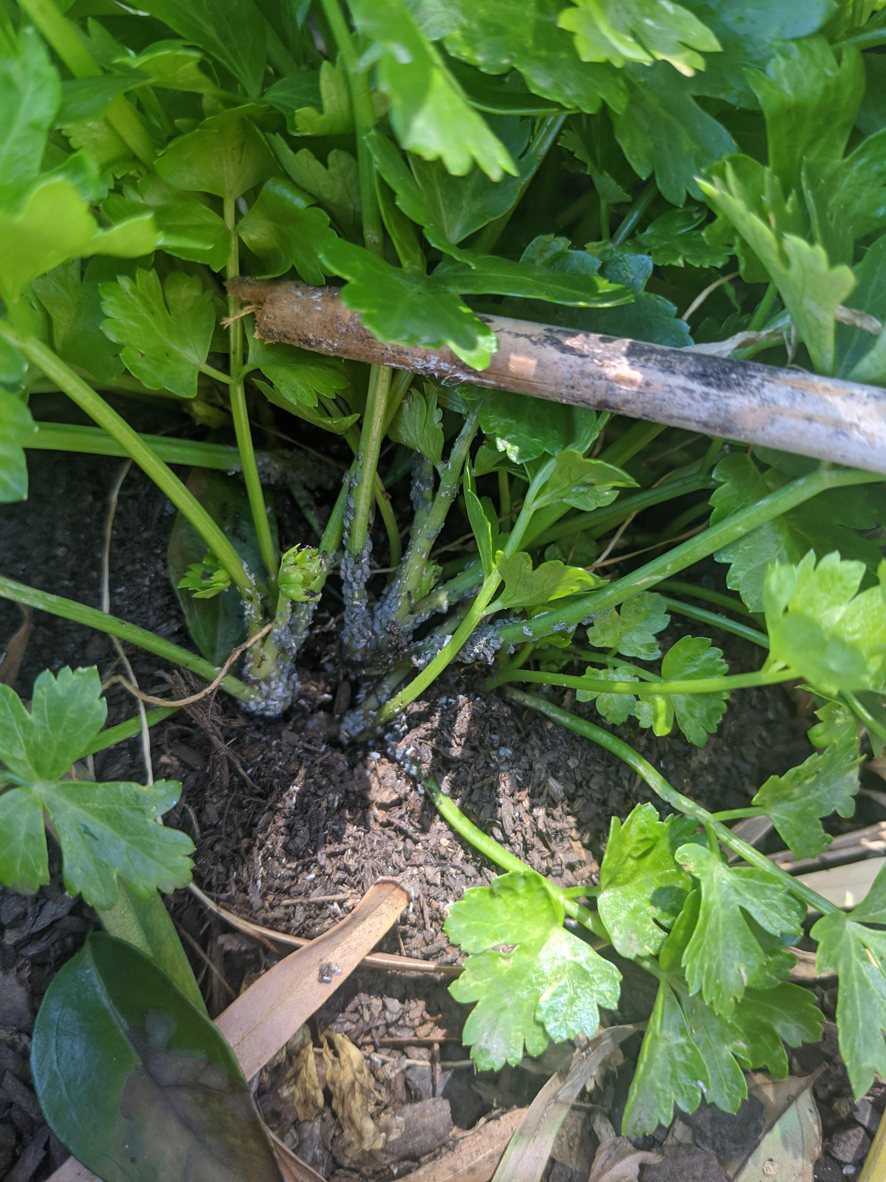 Pests and Diseases on Celery