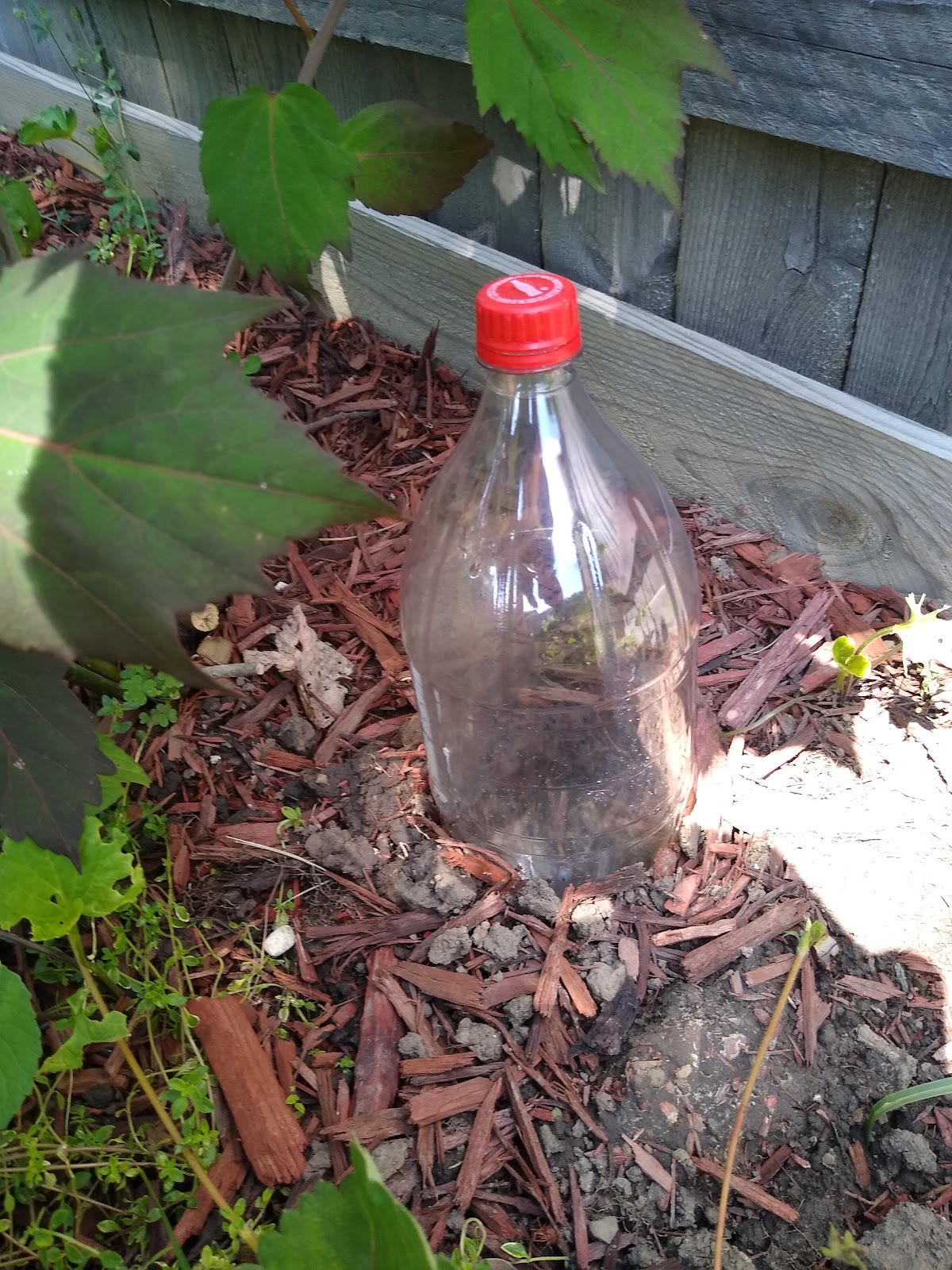 The Magic of Soda Bottles in the Garden