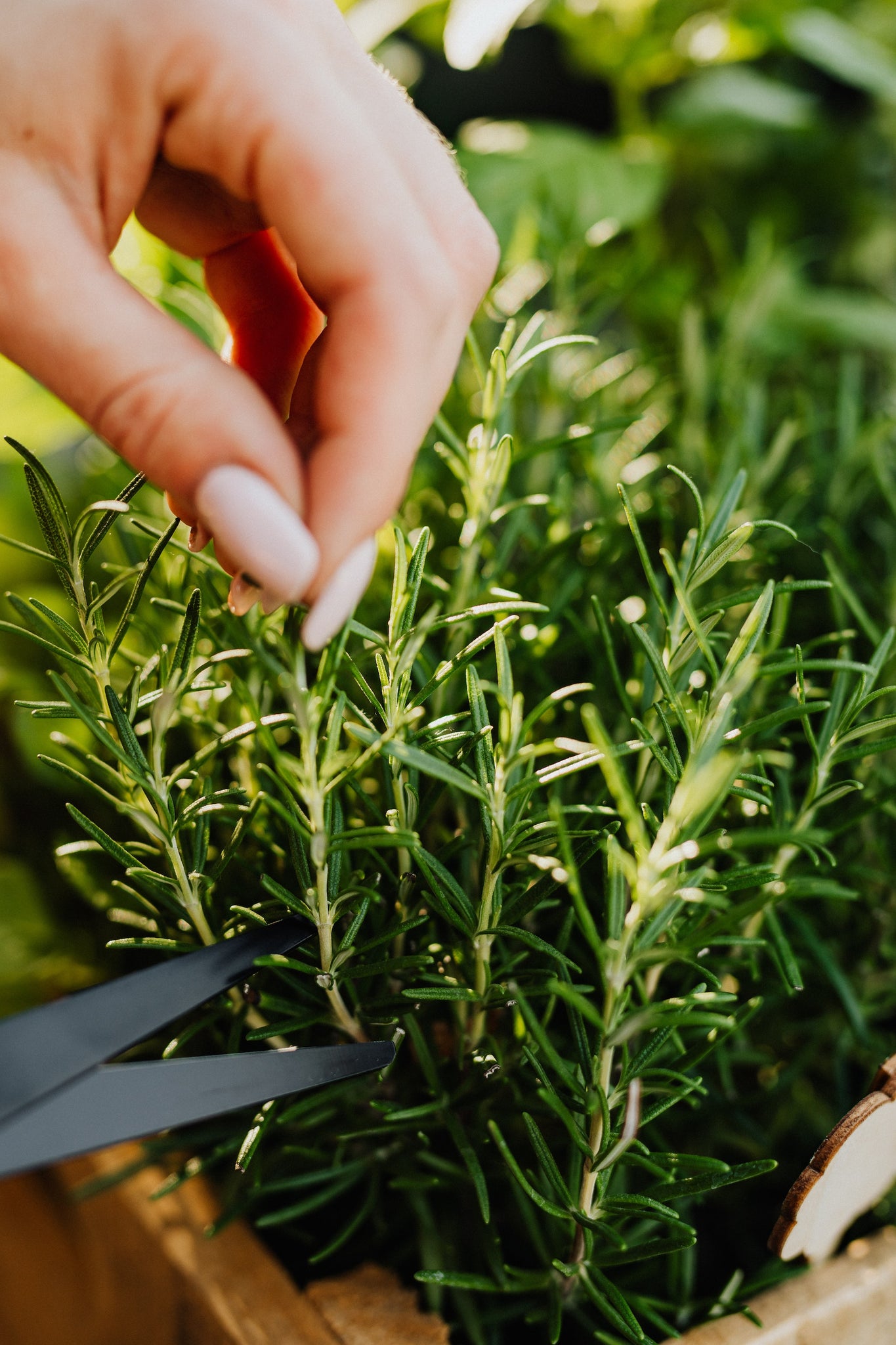 Rosemary is Rich in Antioxidants