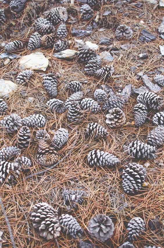 Pine Cones Deter Pests